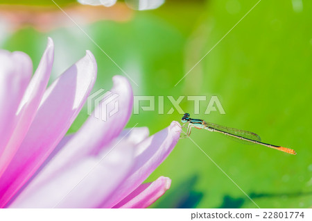 Ittombo Ittombo 22801774