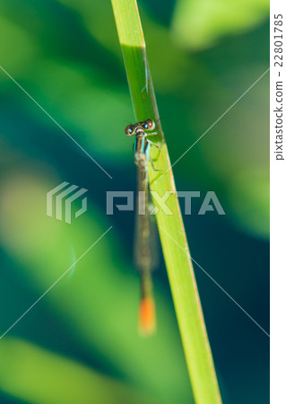 Ittombo Ittombo 22801785