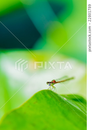 Ittombo Ittombo 22801789