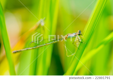 Ittombo Ittombo 22801791