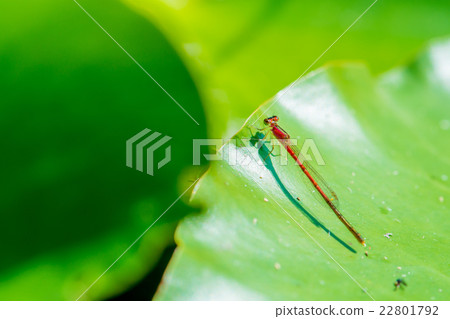 Ittombo Ittombo 22801792