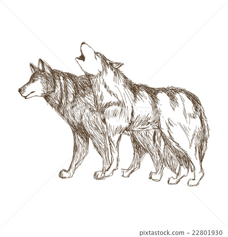 Wolf design. Animal concept.Wildlife animal Wolf design. Animal concept.Wildlife animal 22801930