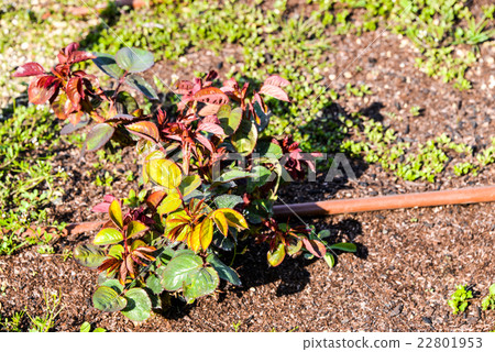 Rose seedlings 22801953