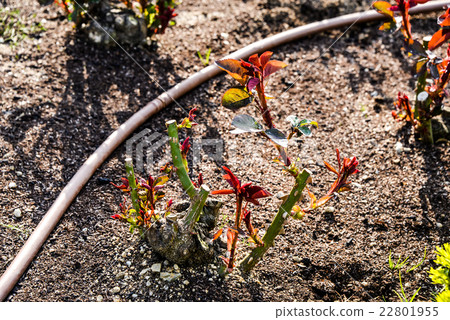 Rose seedlings 22801955