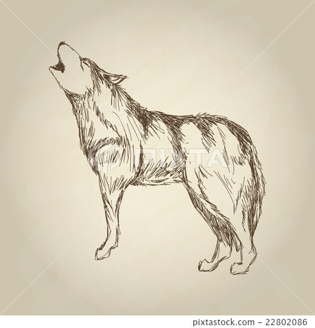 Wolf design. Animal concept.Wildlife animal Wolf design. Animal concept.Wildlife animal 22802086