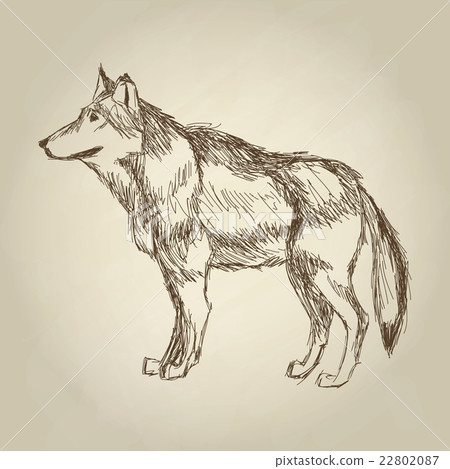Wolf design. Animal concept.Wildlife animal Wolf design. Animal concept.Wildlife animal 22802087