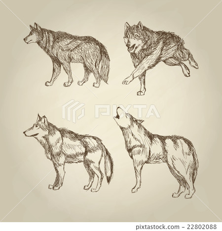Wolf design. Animal concept.Wildlife animal Wolf design. Animal concept.Wildlife animal 22802088