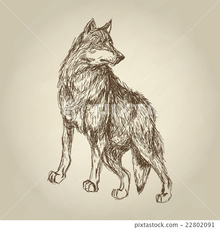 Wolf design. Animal concept.Wildlife animal Wolf design. Animal concept.Wildlife animal 22802091
