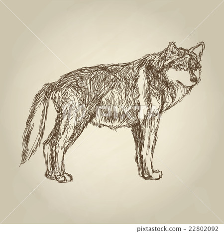 Wolf design. Animal concept.Wildlife animal Wolf design. Animal concept.Wildlife animal 22802092