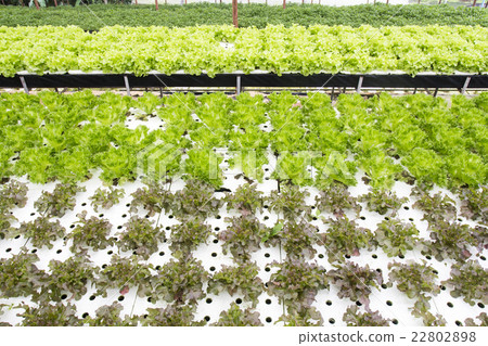 hydroponic vegetable garden 22802898