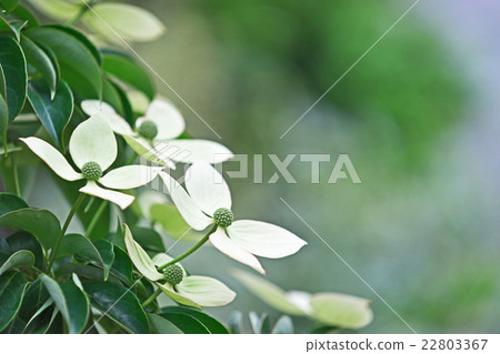 White mountain lawist's flower 22803367