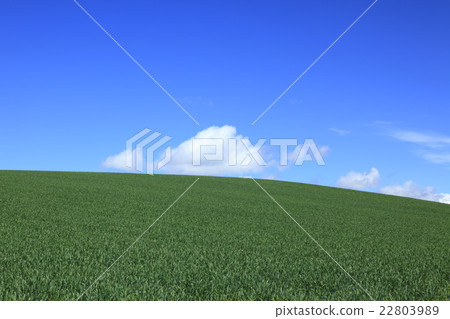 Hokkaido Kamifurano Town Wheat field and clouds 22803989