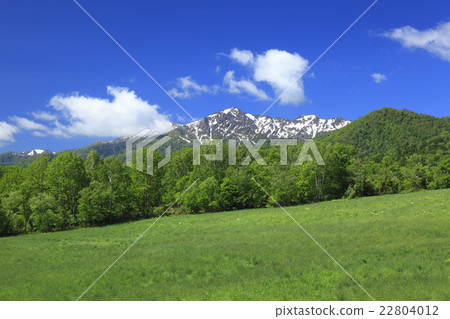 北海道富良野市新鮮的綠色森林和Ashibetsake 22804012