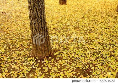 黃色的地毯 22804028