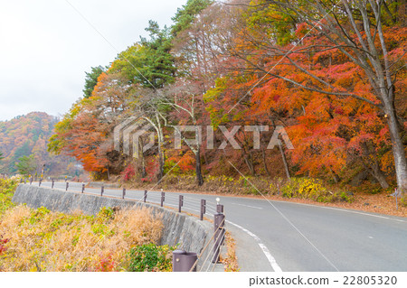 Beautiful Colorful Autumn Leaves Beautiful Colorful Autumn Leaves 22805320