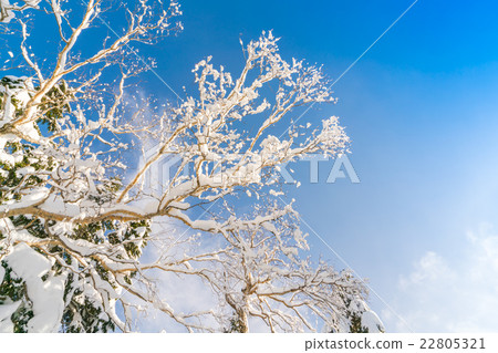 Winter trees covered with snow Winter trees covered with snow 22805321