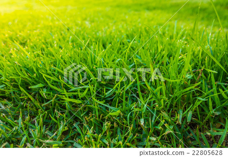 Close-up image of fresh spring green grass . 22805628