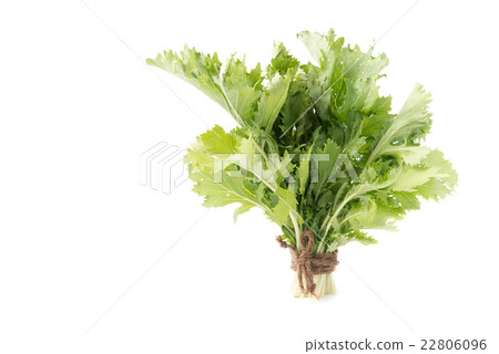 mizuna vegetation isolated mizuna vegetation isolated 22806096