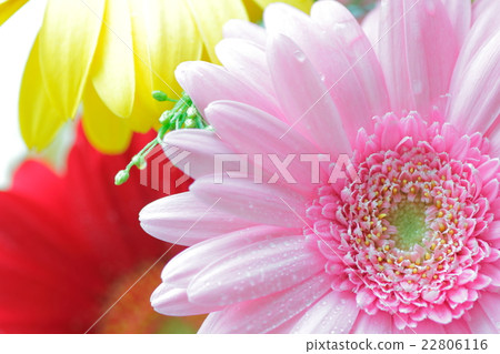 Up of Pink Gerbera 22806116