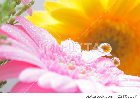 There is a drop of water in the pink gerbera, and the yellow gerbera is reflected. 22806117