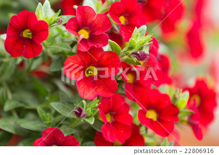 red million bells flower red million bells flower 22806916