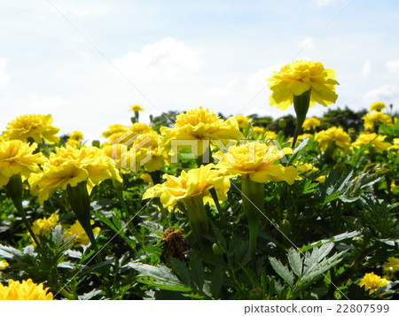 黃色萬壽菊開花發光在藍天 22807599