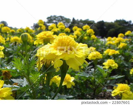黃色萬壽菊開花發光在藍天 黃色萬壽菊開花發光在藍天 22807601