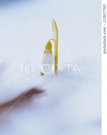 A snowdrop with a look out from the snow 22807760