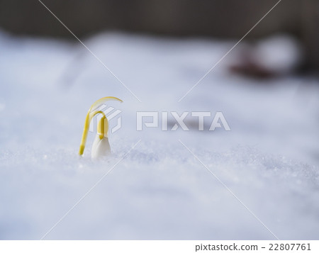 A snowdrop with a look out from the snow 22807761
