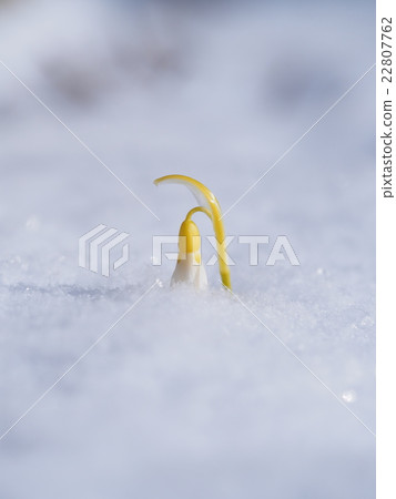 A snowdrop with a look out from the snow 22807762