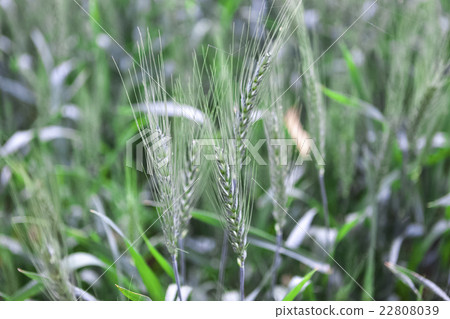 Field of young green wheat ears after rain Field of young green wheat ears after rain 22808039