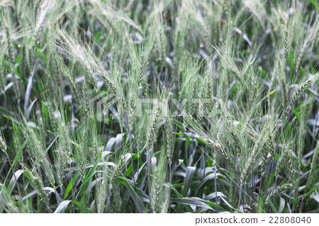 Field of young green wheat ears after rain Field of young green wheat ears after rain 22808040