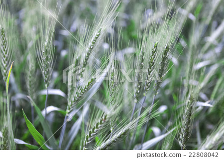 Field of young green wheat ears after rain Field of young green wheat ears after rain 22808042