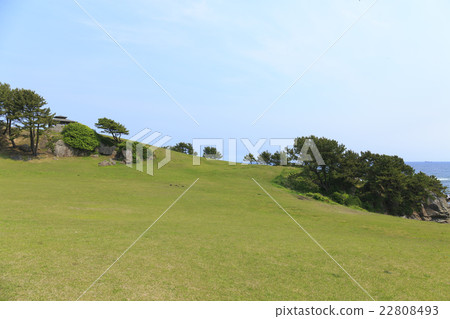 Species coast 22808493