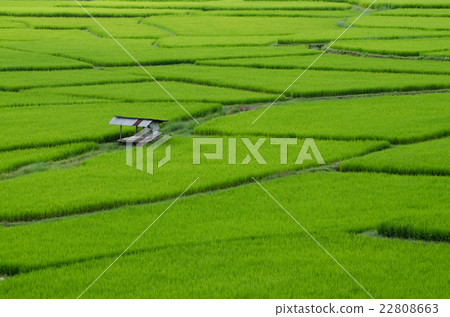 rice field in Nan province, Thailand 22808663