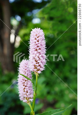 Ibuki Tranoio Ibuki Tranoio 22808730