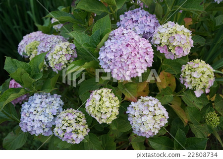 Hydrangea flower 22808734