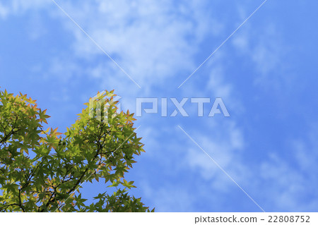 新鮮的綠色楓樹 新鮮的綠色楓樹 22808752