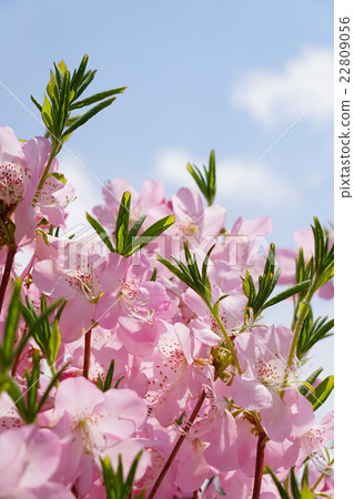 Kurobuna azalea 22809056