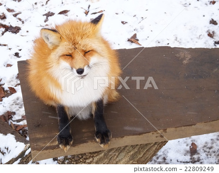 福克斯6 福克斯6 22809249