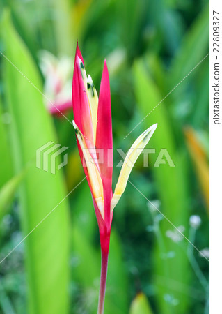 Birds of paradise flower 22809327