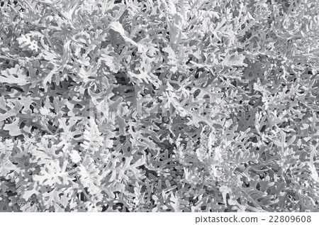 Silver Cineraria plant 22809608