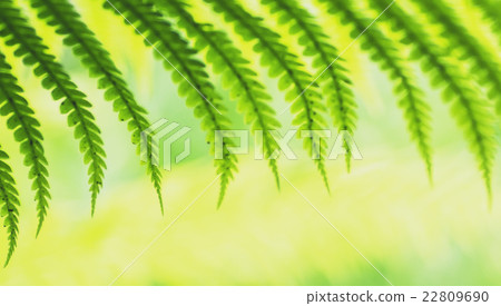 Young fern leaves  macro 22809690