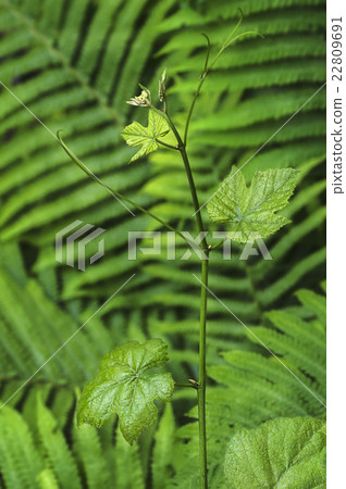 Young fern leaves  macro 22809691