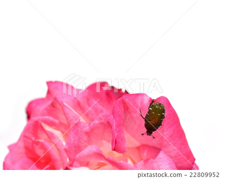 From the rose flower of June and the core owl gull, from the back 22809952