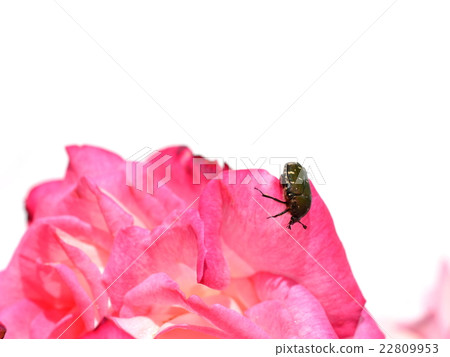 Rose flower and core ohanamuguri in June, diagonally from the right 22809953