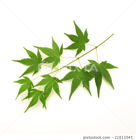 Maple of Momiji Maple of Momiji 22811045