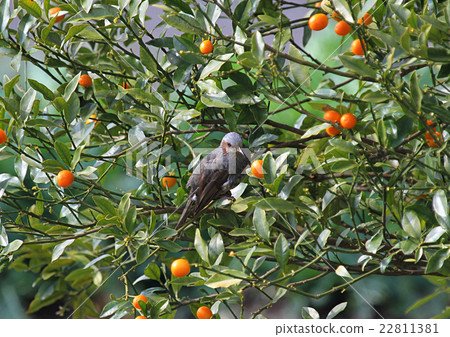 Bulbul Bulbul 22811381