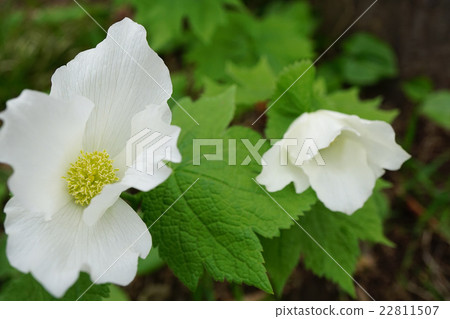 White Shiraneeao 22811507