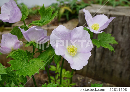 Light purple Shiraneeaoi 22811508